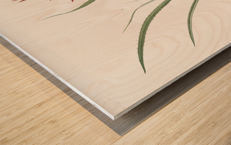 Pitcairnia angustifolia illustration  Wood print