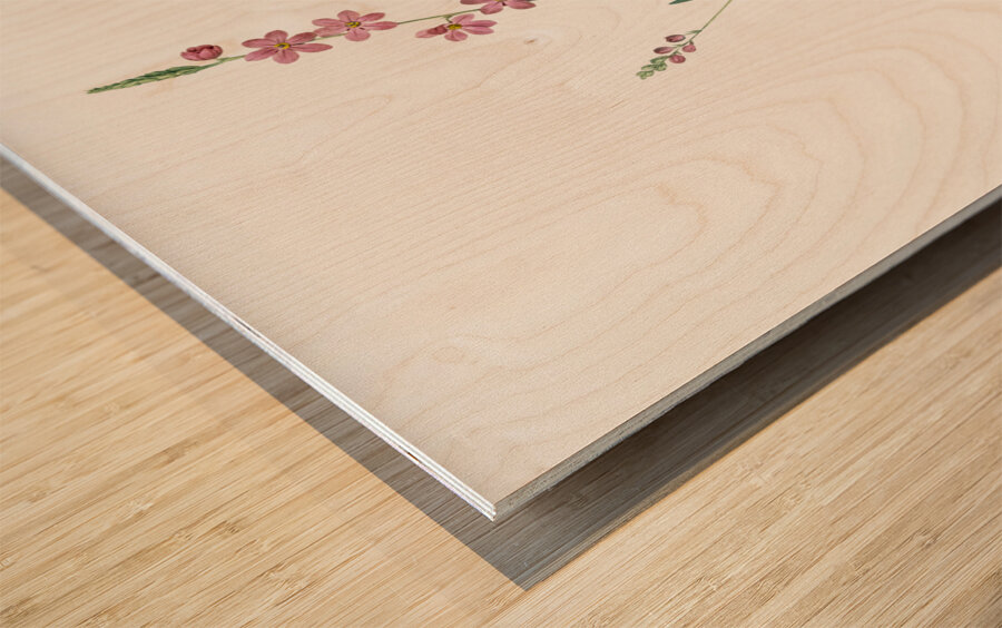 Ixia scillaris illustration  Wood print