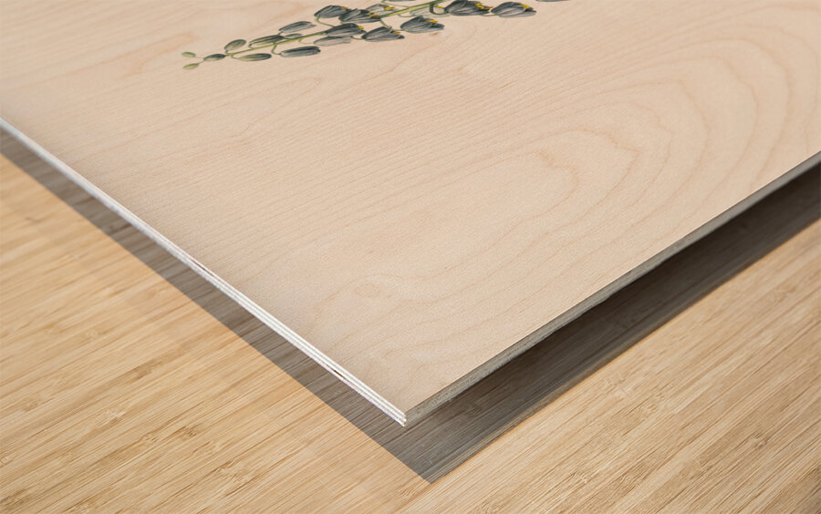 Persian lily illustration Wood print