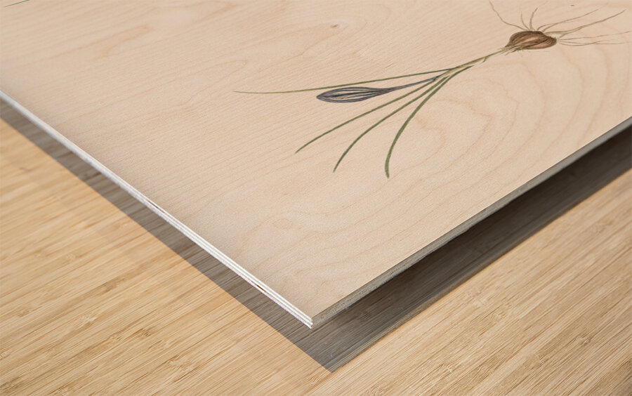 Crocus illustration  Wood print