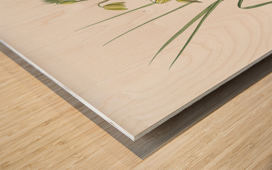 Slime Lily illustration  Impression sur bois