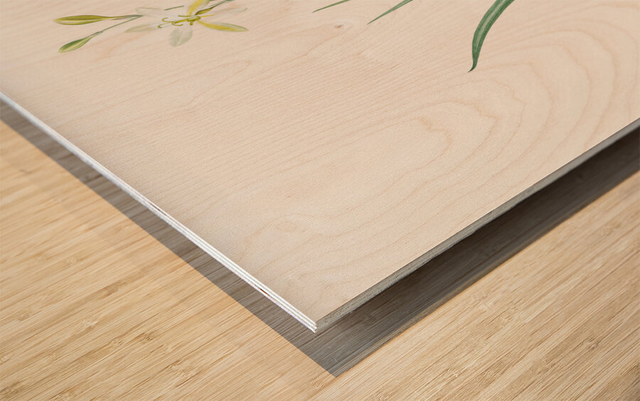 Slime Lily illustration  Wood print