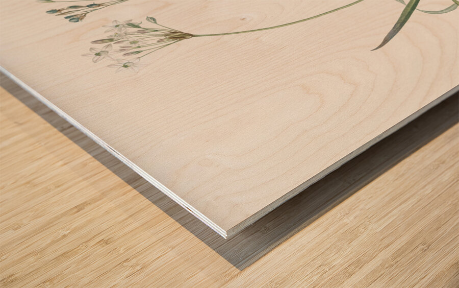 Allium fragrans illustration  Wood print