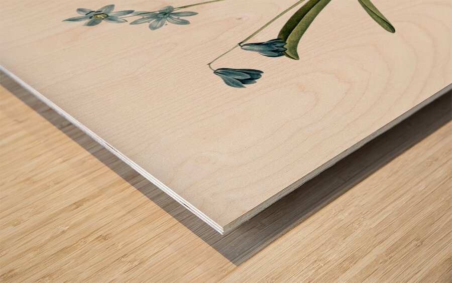 Scilla amoena illustration  Wood print