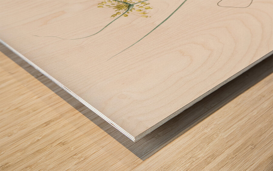 Small yellow onion illustration  Wood print