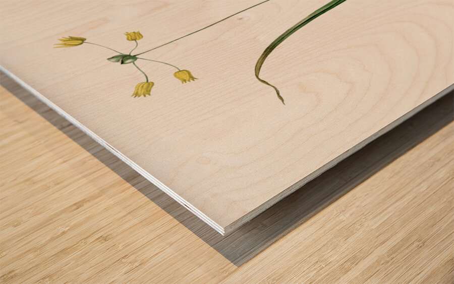 Small yellow onion illustration  Wood print