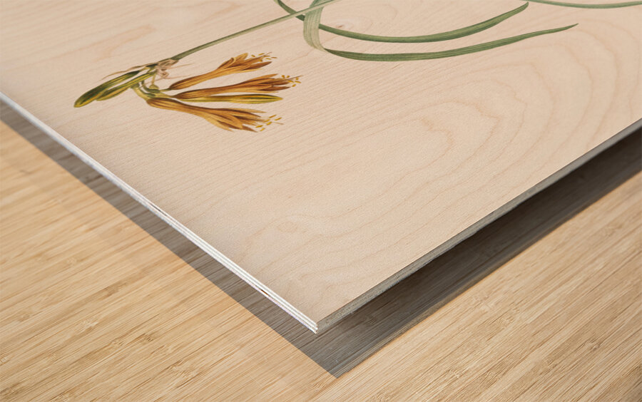 iPancratium croceum llustration  Wood print