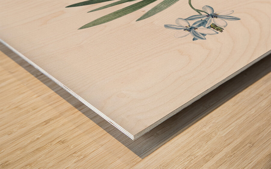 Gladiolus plicatus illustration  Wood print