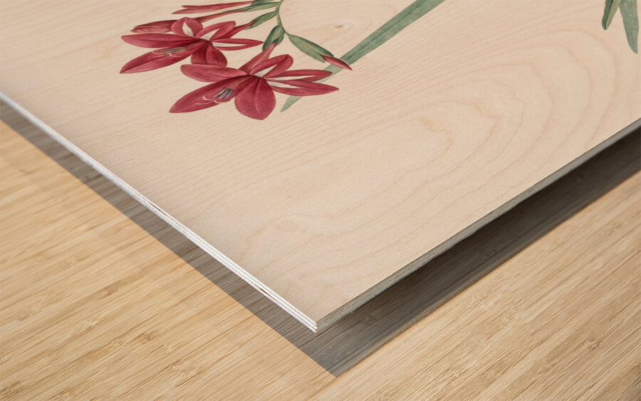 Gladiolus cardinalis illustration  Wood print