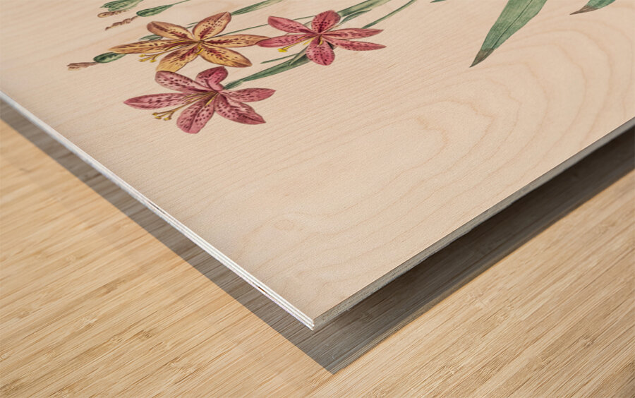 Blackberry Lily illustration  Wood print