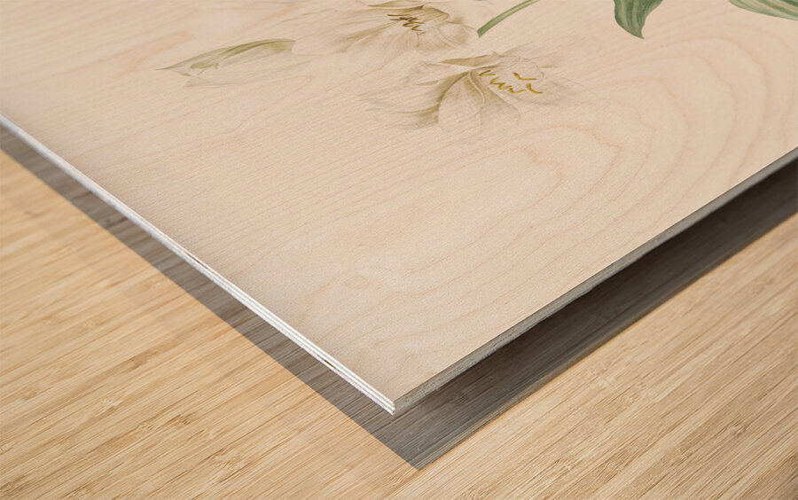 Crinum giganteum illustration  Wood print