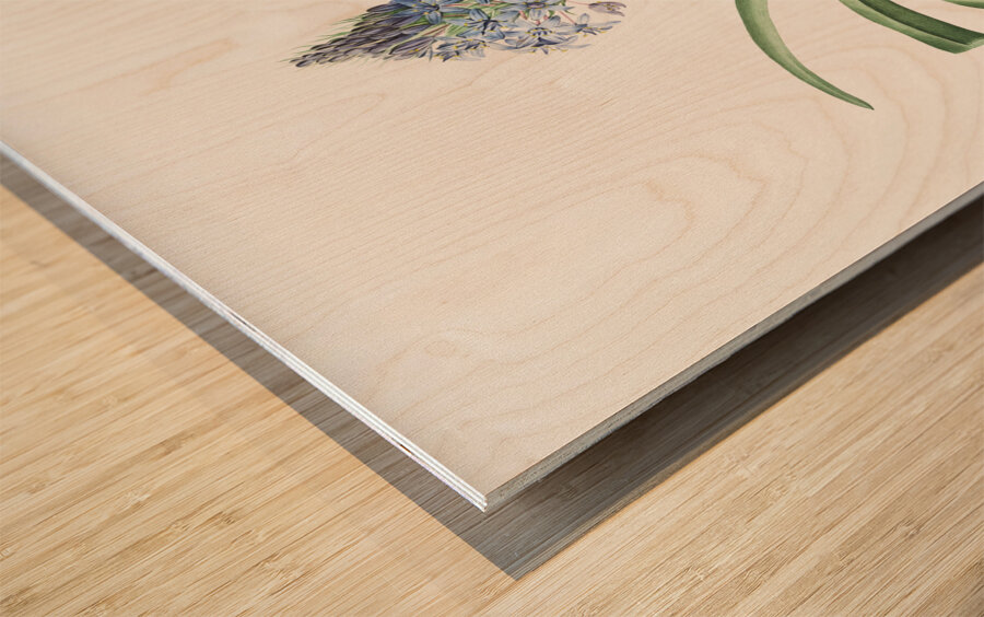 Portuguese squill illustration  Wood print