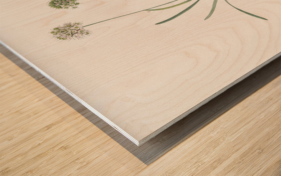 Allium carolinianum illustration  Wood print