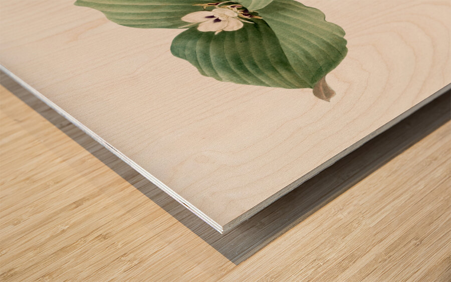 Sand ginger illustration  Wood print