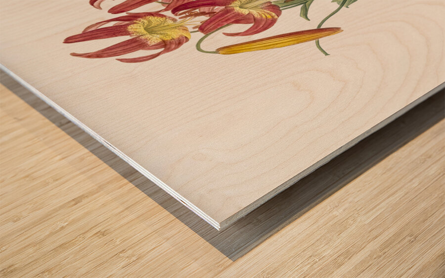 Turban lily illustration  Wood print