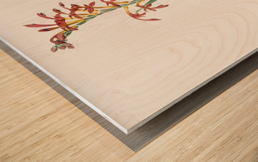 Antholyza aethiopica illustration  Wood print