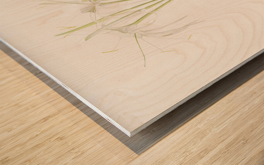 Pancratium littorale illustration  Wood print