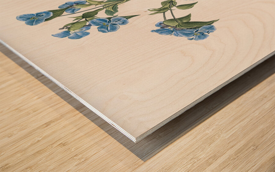 Commelina tuberosa illustration  Wood print