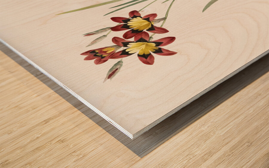 Ixia tricolor illustration  Wood print