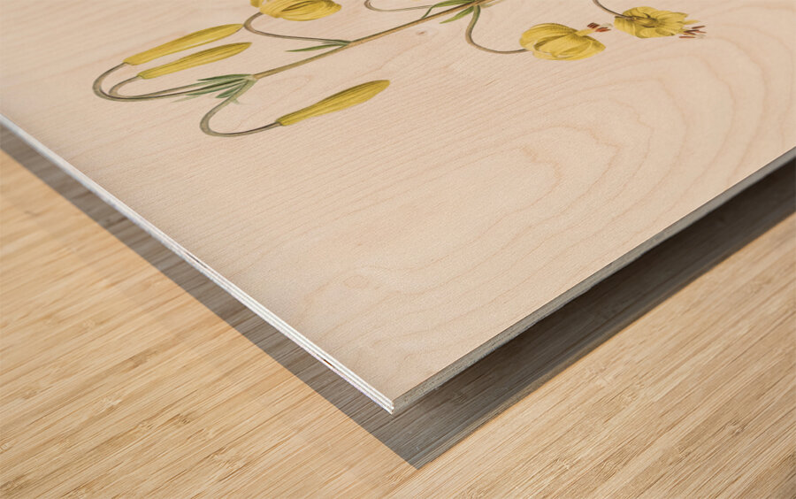 Lilium pyrenaicum illustration  Wood print