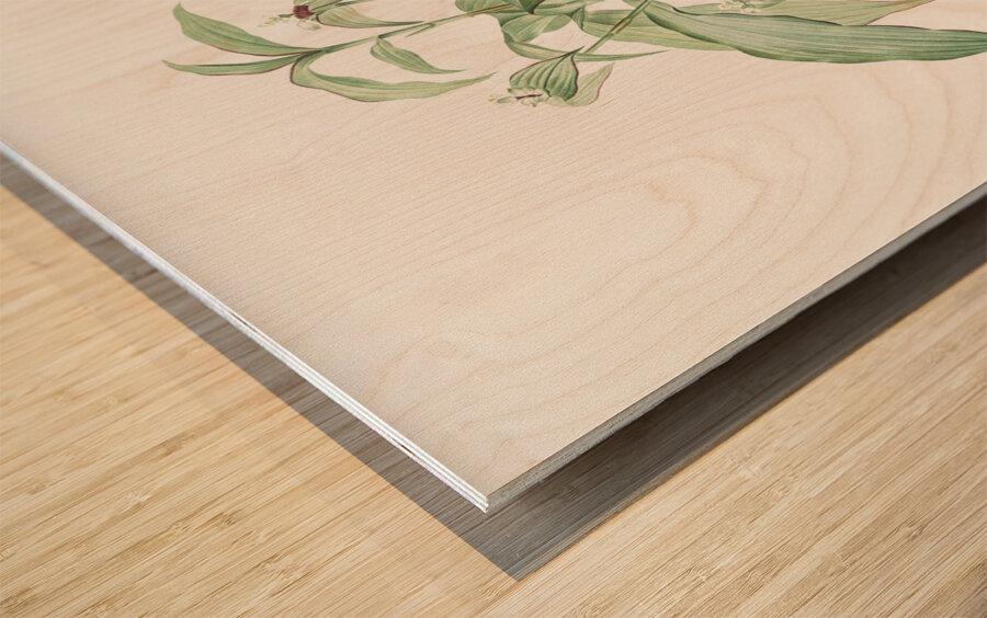 Commelina zanonia illustration  Wood print