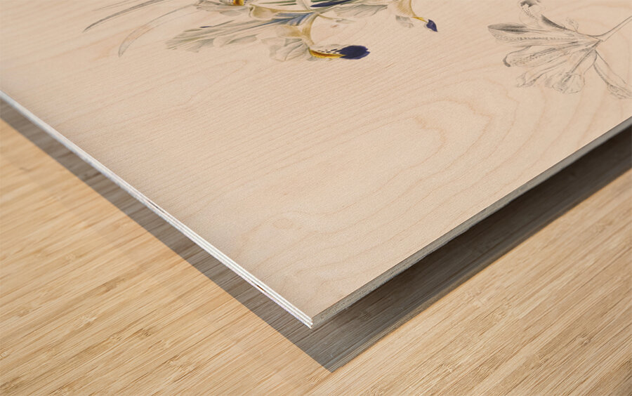 Iris Persica illustration  Wood print