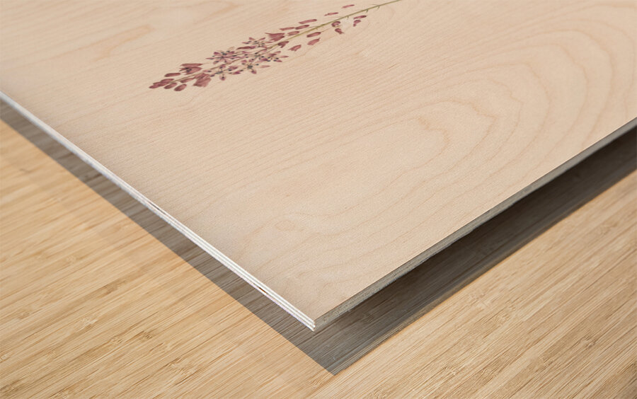 Scilla obtusifolia illustration  Wood print