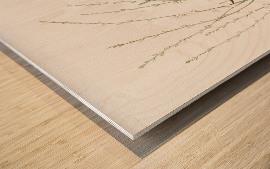 Phalangium elatum illustration  Wood print