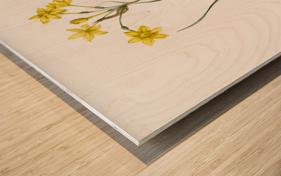 Rush daffodil illustration  Wood print