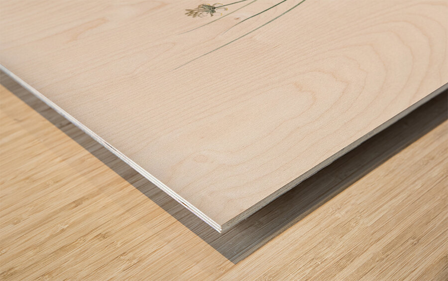 Allium obtusiflorum illustration  Wood print