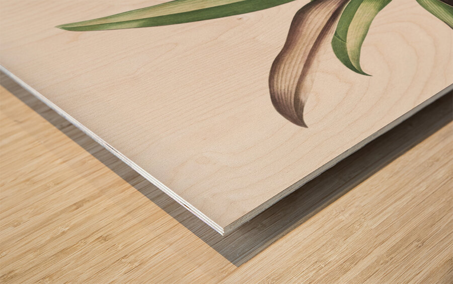 Boat lily illustration  Wood print