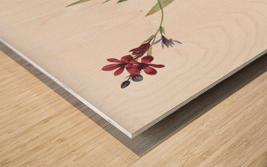 Gladiolus mucronatus illustration  Wood print