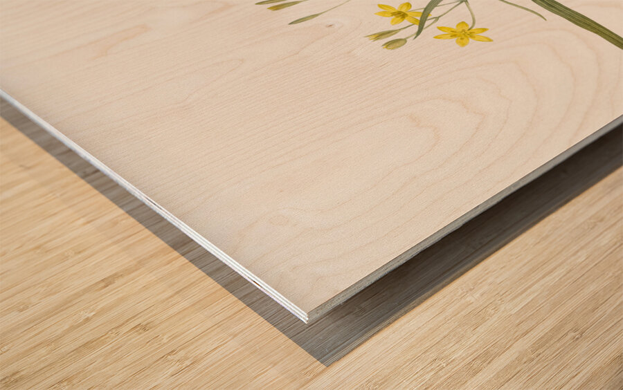 Gladiolus mucronatus illustration  Wood print