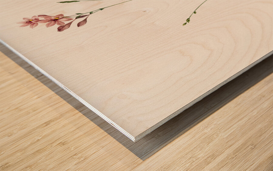 Gladiolus junceus illustration  Wood print