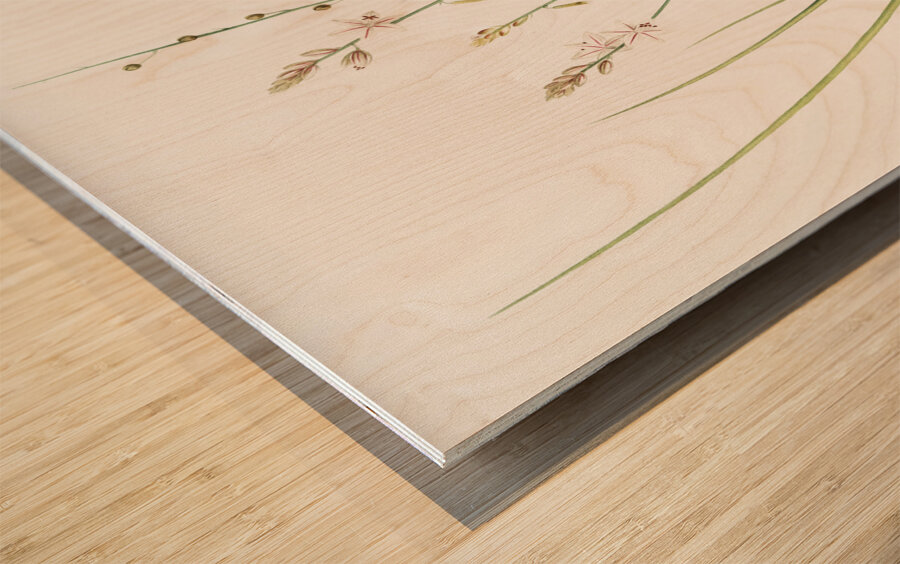 Asphodelus fistulosus illustration  Wood print