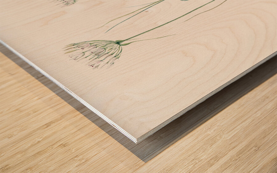 Cordyline fruticosa illustration  Wood print