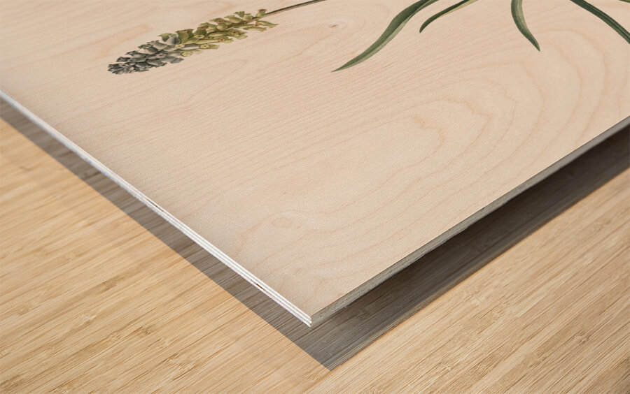 Muscari ambrosiacum illustration  Wood print