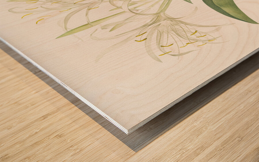 Pancratium speciosum illustration  Wood print