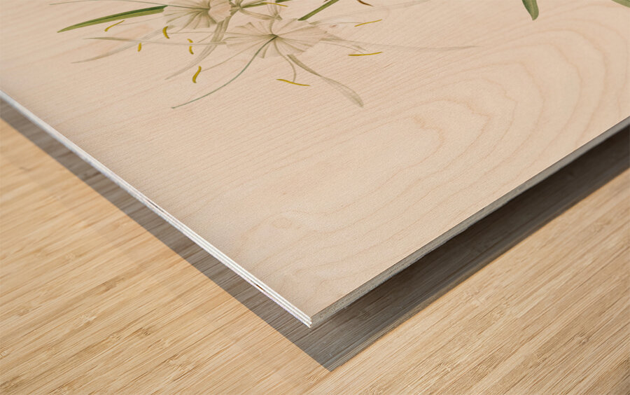 Streambank spiderlily Pancratium disciforme illustration  Wood print