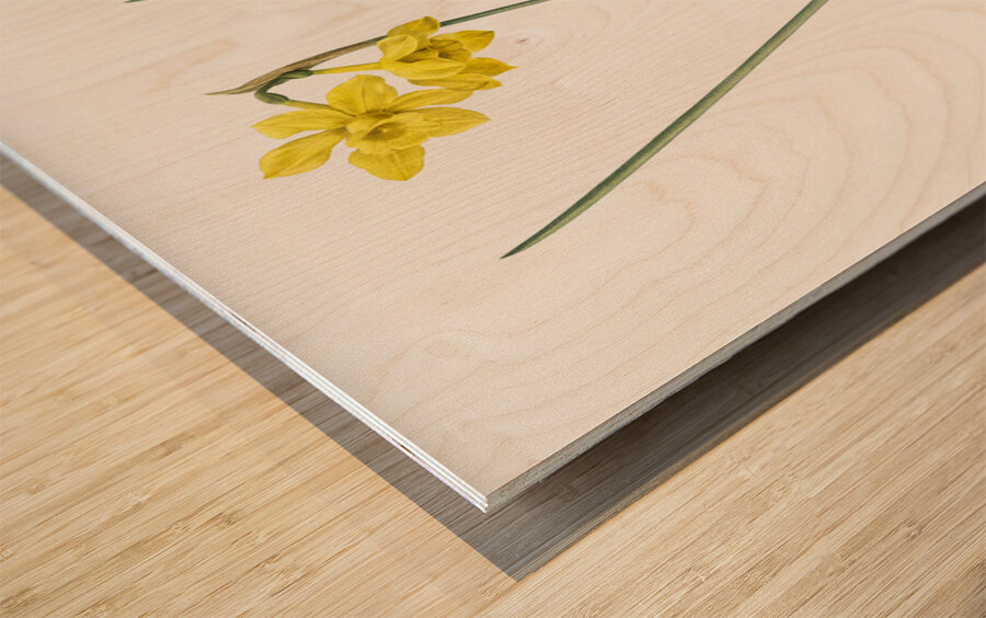 Narcissus odorus illustration  Wood print