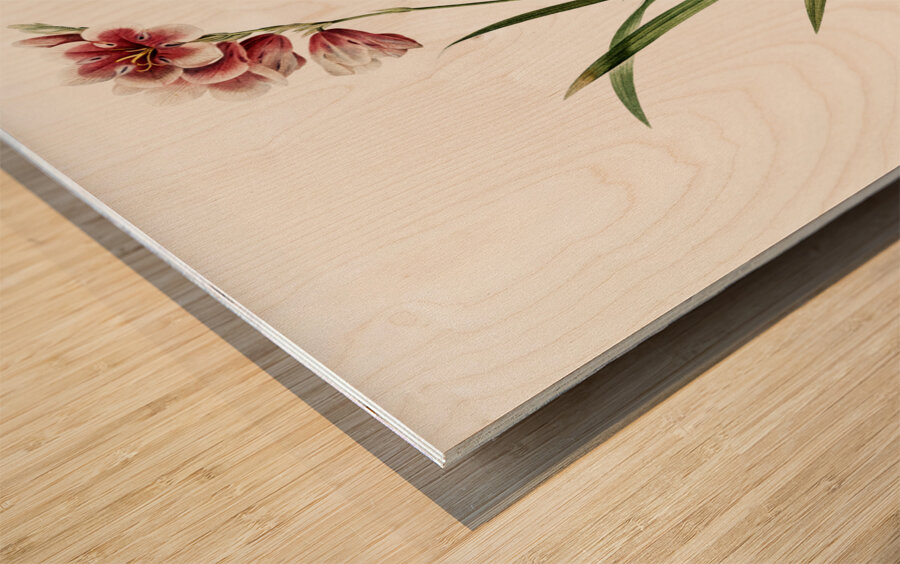 Ixia hyalina illustration  Wood print