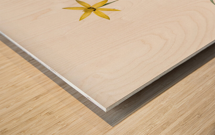 Hypoxis stellata illustration  Wood print