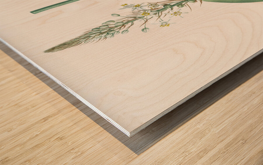 Pregnant onion illustration  Wood print