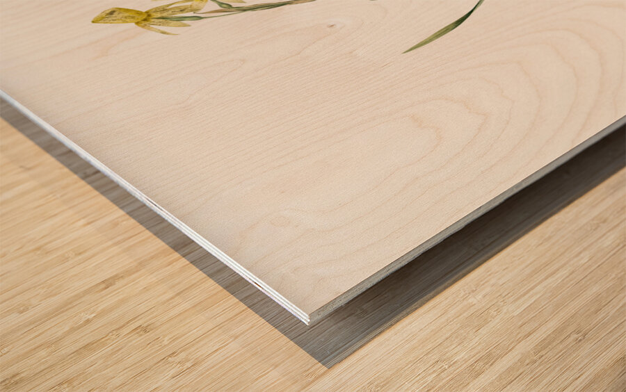 Narcissus calathinus illustration  Wood print