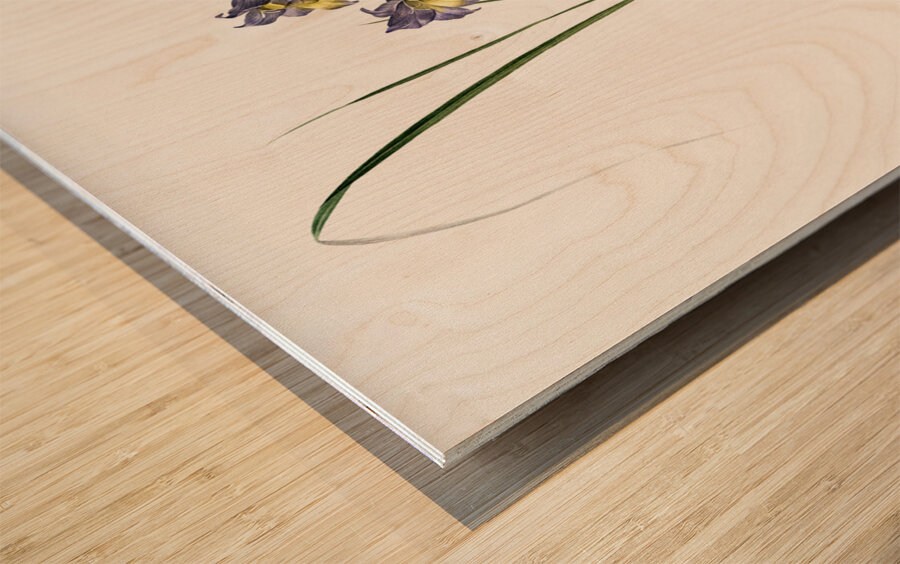 Gladiolus ringens illustration  Wood print