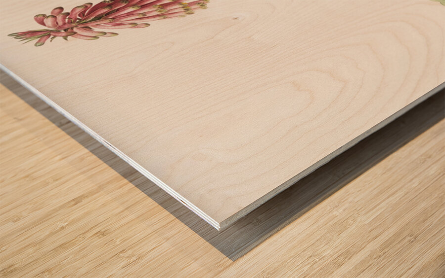 Veltheimia capensis illustration  Wood print