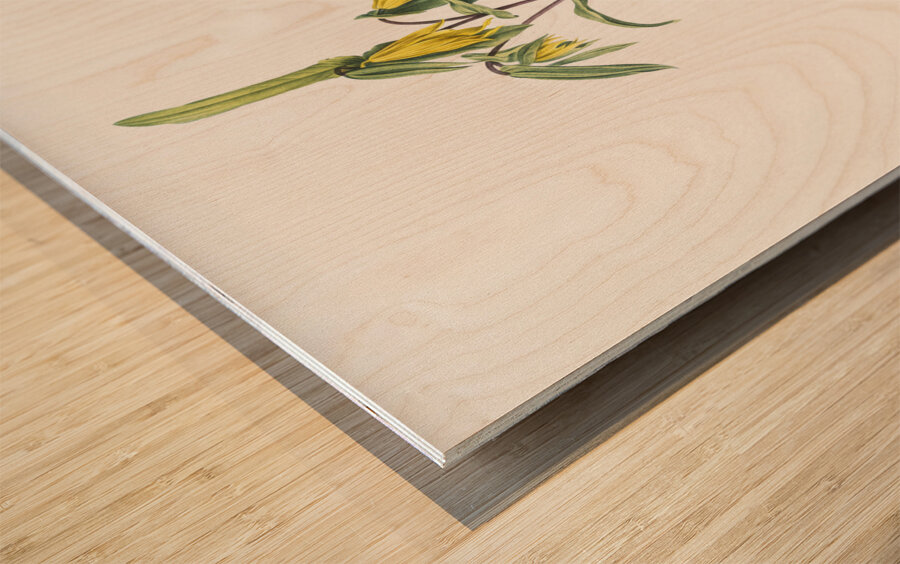 Uvularia perfoliata illustration  Wood print