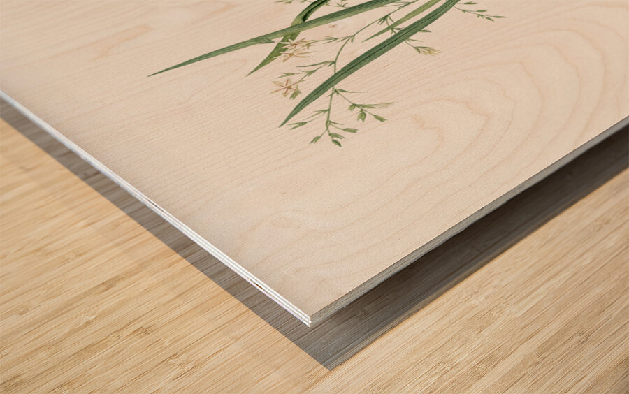 Diasia graminifolia illustration  Impression sur bois