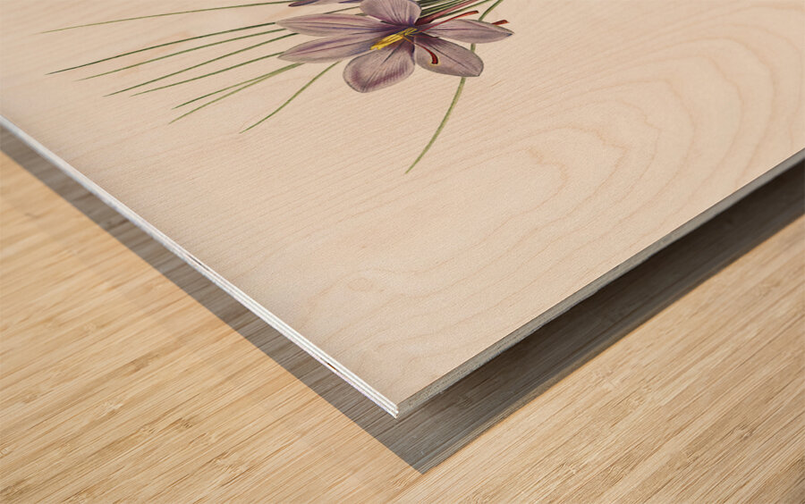 Crocus sativus illustration  Wood print