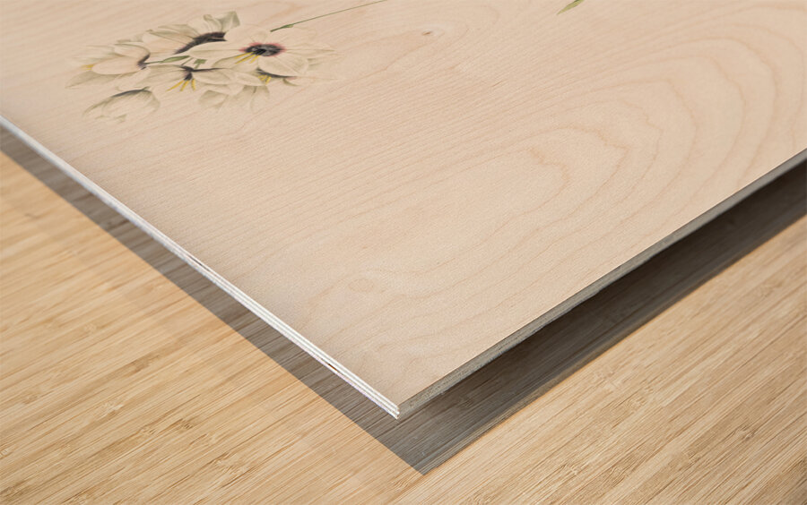 Ixia maculata illustration  Wood print